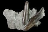 Fossil Belemnite (Paxillosus) Cluster - Mistelgau, Germany #139131-1